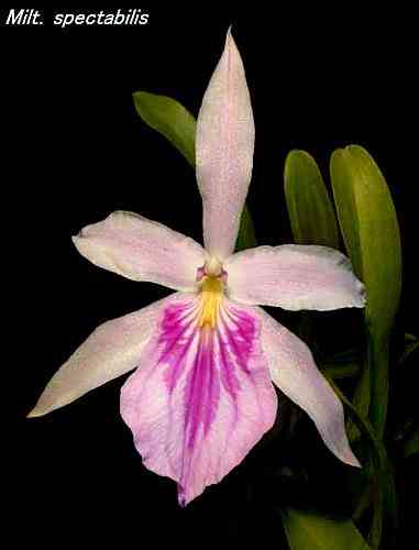 Miltonia spectabilis